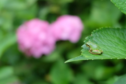 DSCF8874
