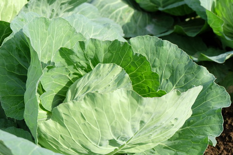 DSCF9814
