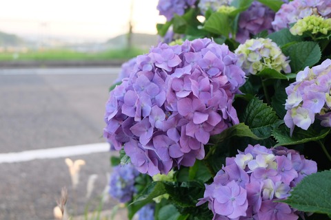 DSCF8790
