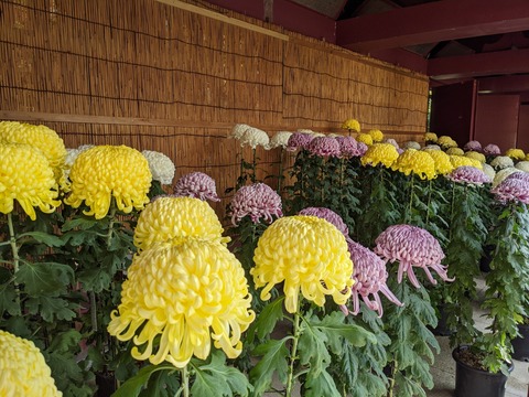 PXL_20201107_042346717