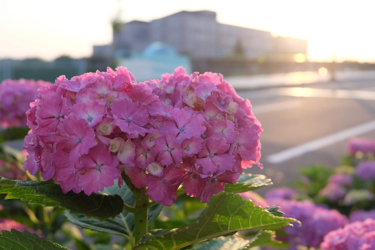 写真 あじさいの季節です 夕方も綺麗も綺麗です カシマくらし 写真 あじさいの季節です 夕方も綺麗も綺麗です カシマくらし