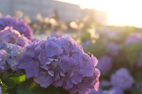 DSCF8793