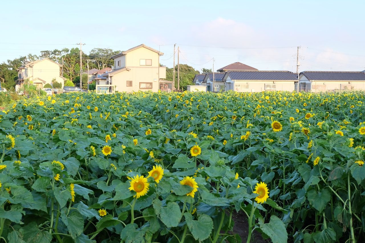 写真 ひまわり畑でフォトジェニック 鹿嶋市のひまわり迷路 カシマくらし