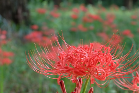 彼岸花
