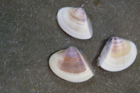 DSCF4742