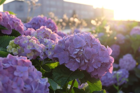 DSCF8794