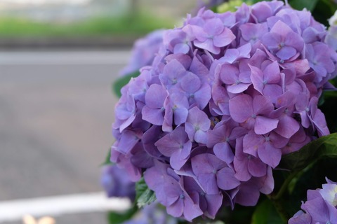 DSCF8792