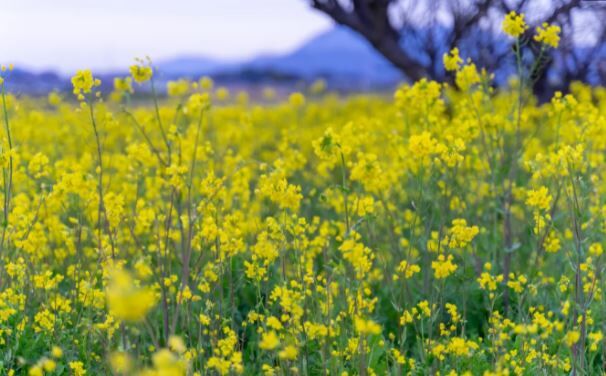 菜の花と鳥海山のコラボが綺麗 今日の私 菜の花と鳥海山のコラボが綺麗 今日の私