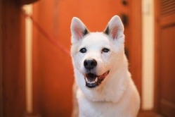 line_1710326817082252