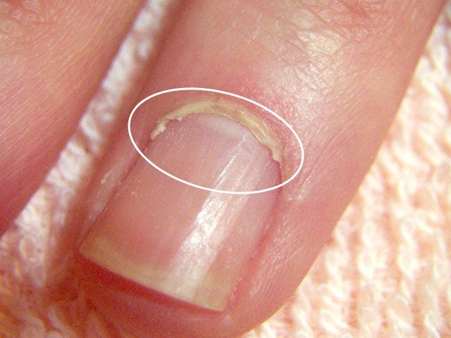 甘皮 なると金時はfry Away