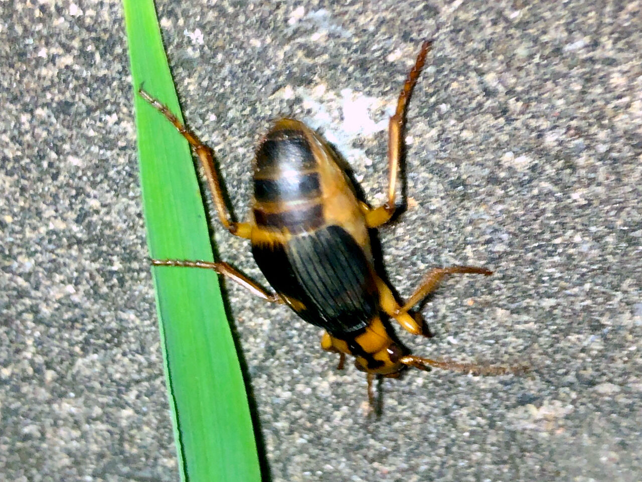 100度以上の高温・有毒のオナラを発するミイデラゴミムシに遭遇