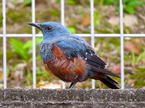 街で暮らすイソヒヨドリ