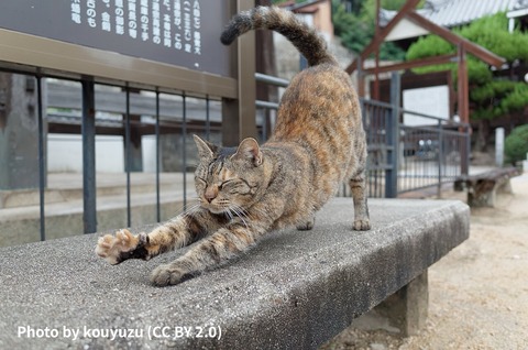 猫がストレッチする写真は癒されるぅ〜♪