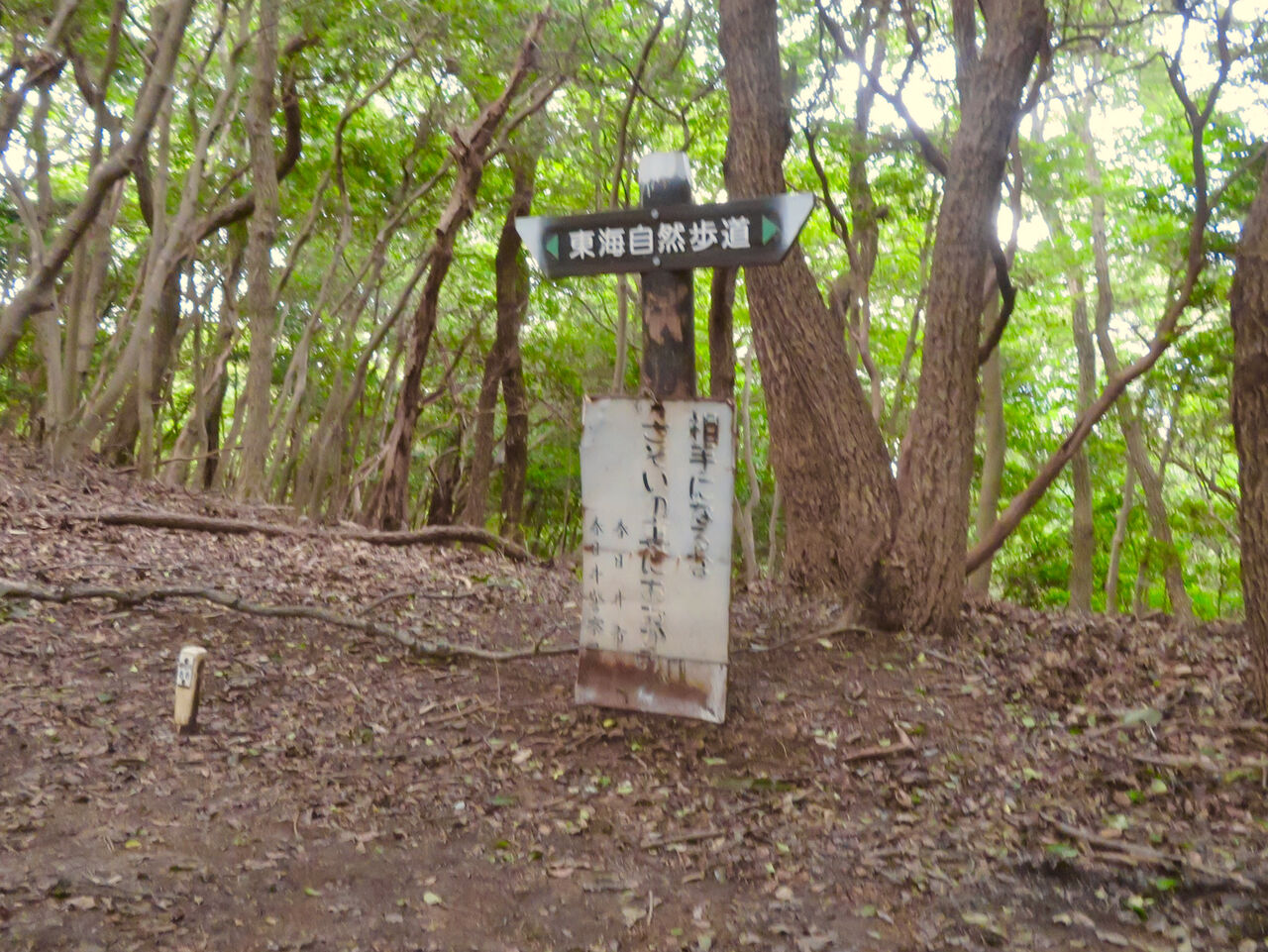 道樹山：柿ノ木川沿いの登山道 - 19（大谷山と道樹山頂上への分かれ道）