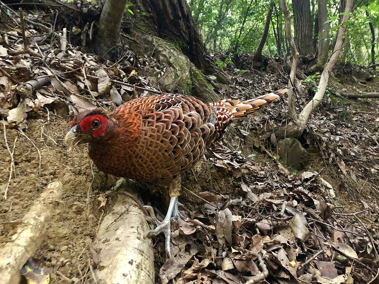 Copper pheasant on the ground - 4