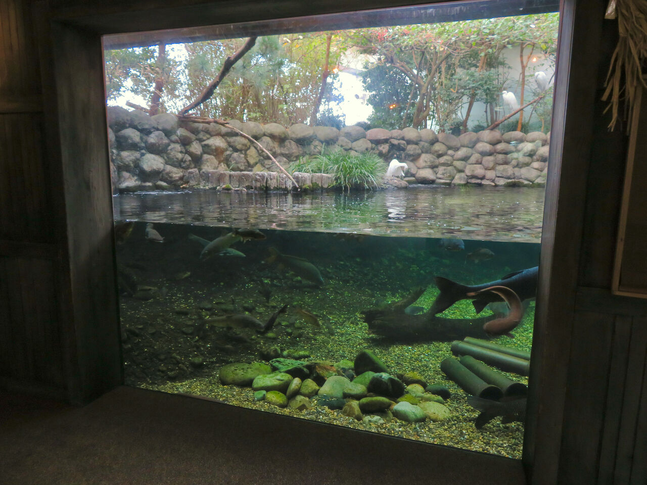 アクア・トトぎふ No - 82：魚が泳ぐところで飼われてるシラサギ
