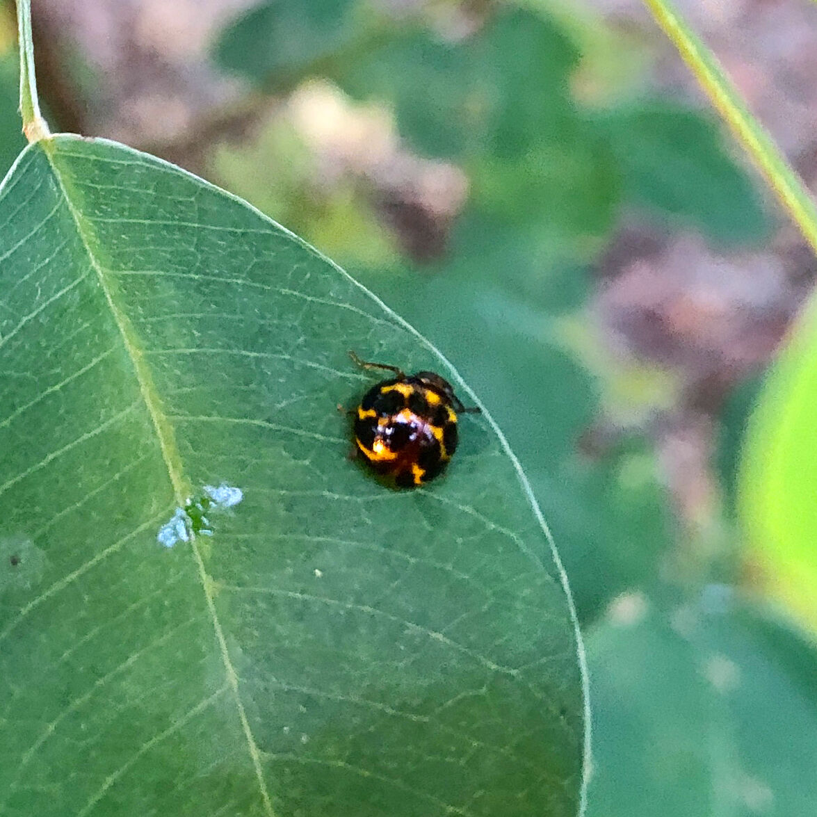 黄色と黒のテントウムシ?テントウムシダマシ? - 7