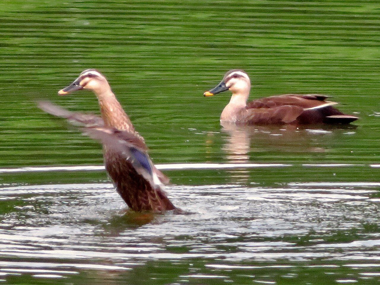 Couple of Anas zonorhyncha in Miyatakioike - 2