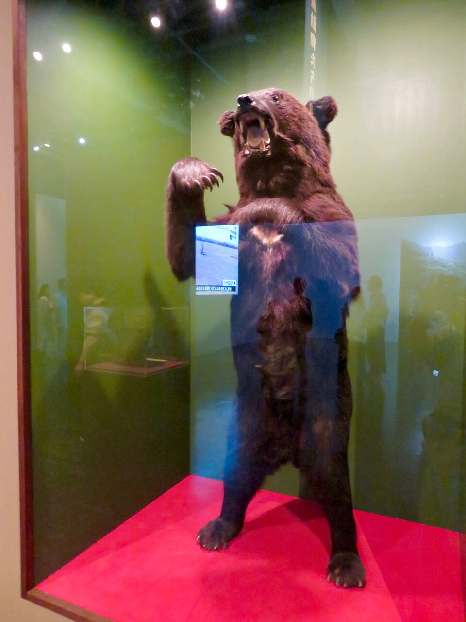 ツキノワグマのはく製の写真。