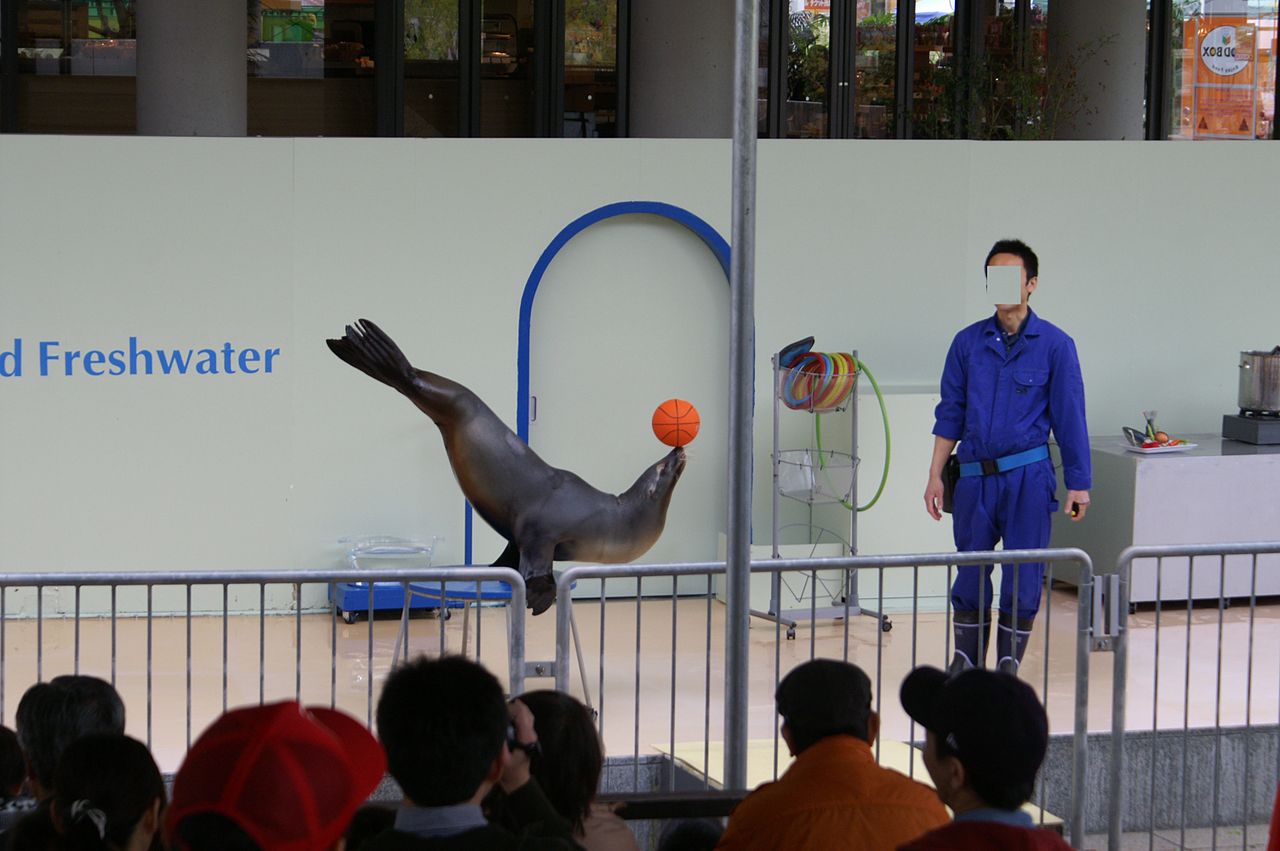 Aqua totto Gifu Sea Lion Show