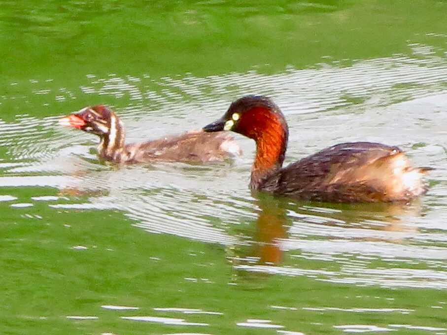 Tachybaptus ruficollis parent and child