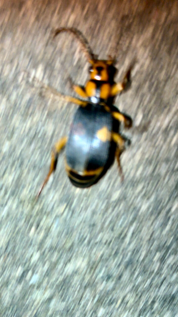 100度以上の高温・有毒のオナラを発するミイデラゴミムシに遭遇