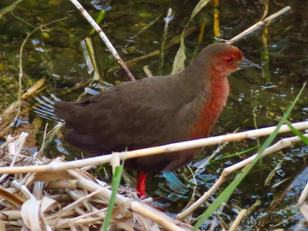 Ruddy crake in Otani River (Kasugai) - 2