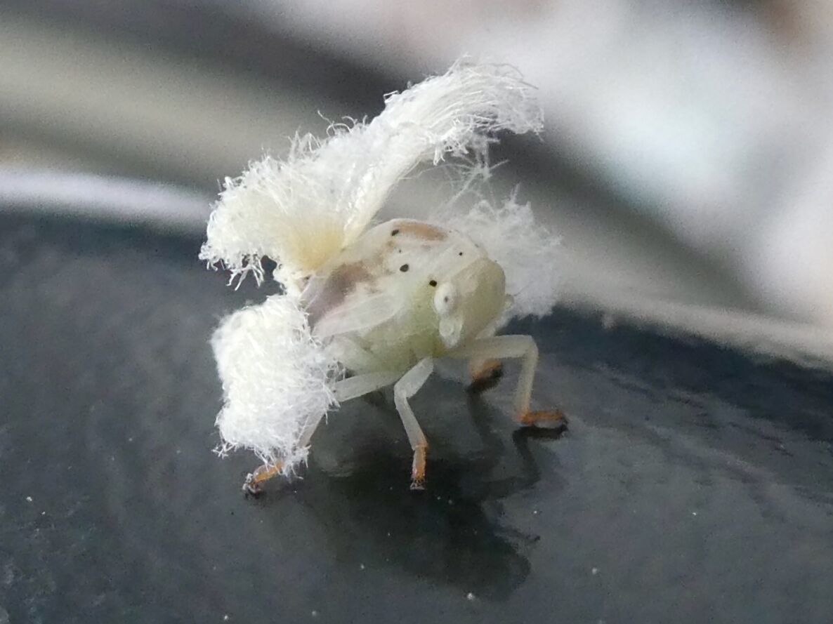 アミガサハゴロモ属の幼虫ではと思われます。愛知県小牧市で撮影。