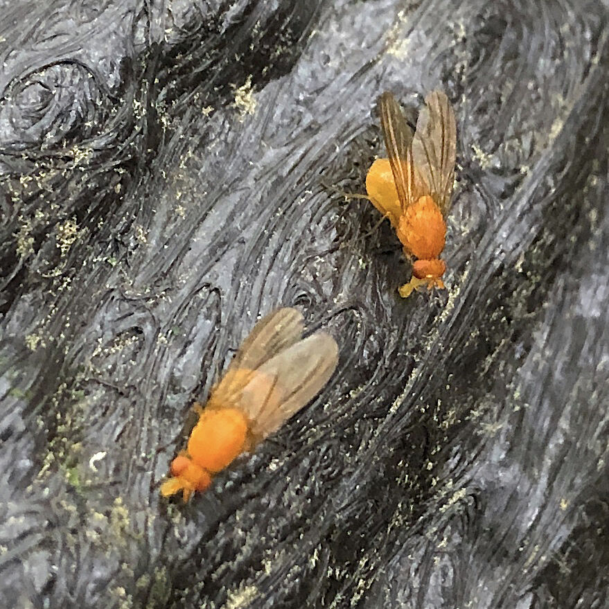 Small orange flies on wood handrail - 2