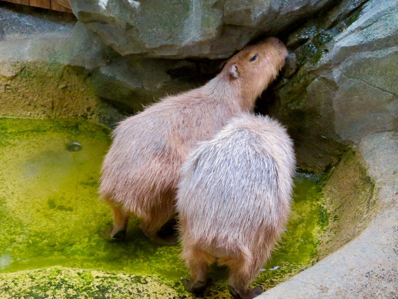 アクア・トトぎふ No - 234：水を飲むカピバラ