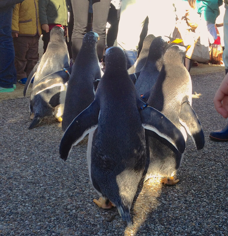 名古屋港水族館 ペンギンよちよちウォーク を見に行ってきましたぁ 追記あり Kyu3 S Blog 名古屋港水族館 ペンギンよちよちウォーク を見に行ってきましたぁ 追記あり Kyu3 S Blog