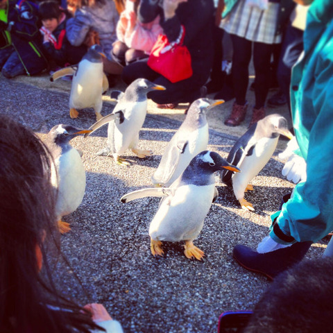 名古屋港水族館「ペンギンよちよちウォーク」を見に行ってきましたぁ〜！（追記あり）