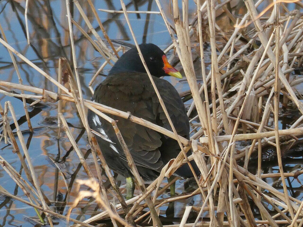 Common moorhen in the river - 2