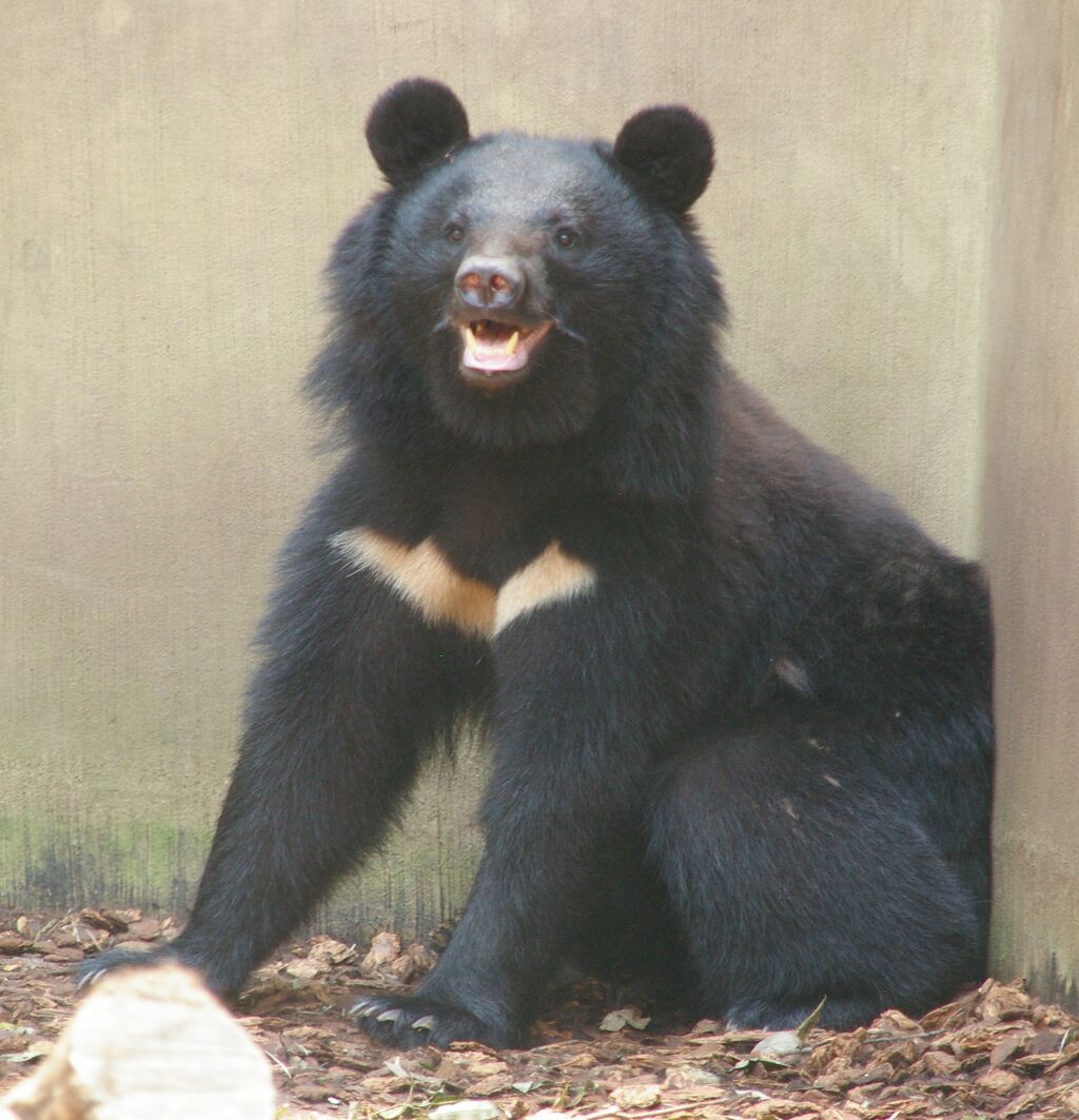 動物園で飼育されてるツキノワグマの写真。座った状態で満面の笑顔でこちらを見ています。