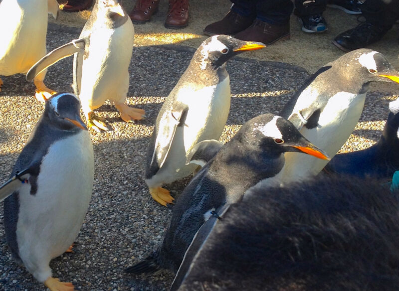 名古屋港水族館ペンギンよちよちウォーク 2013年12月 No - 26