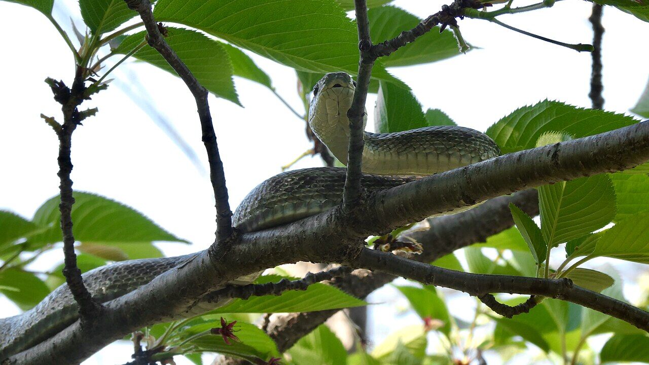 Japanese rat snake on the tree - 1