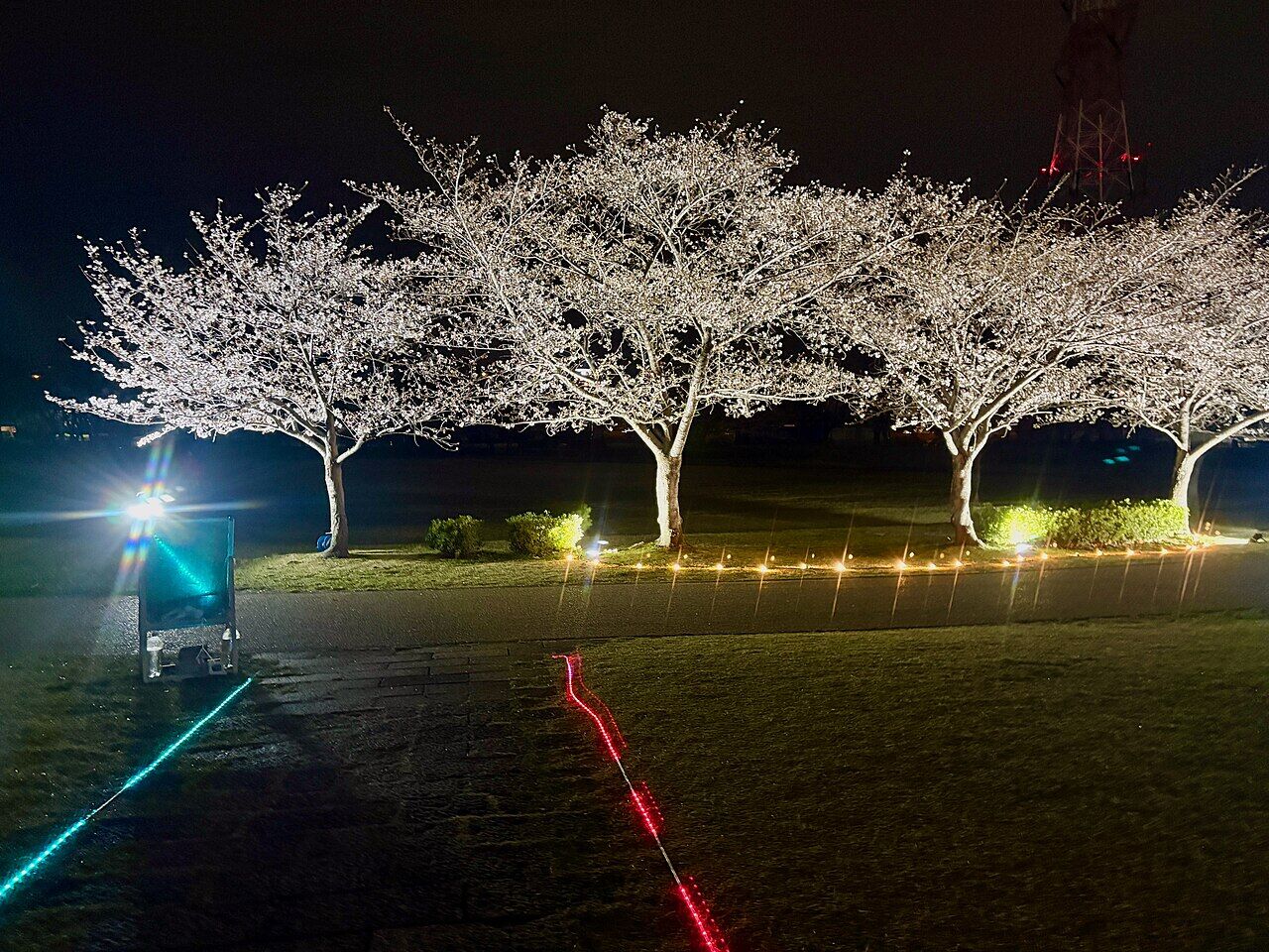 夜の落合公園桜まつり 2025 - 6