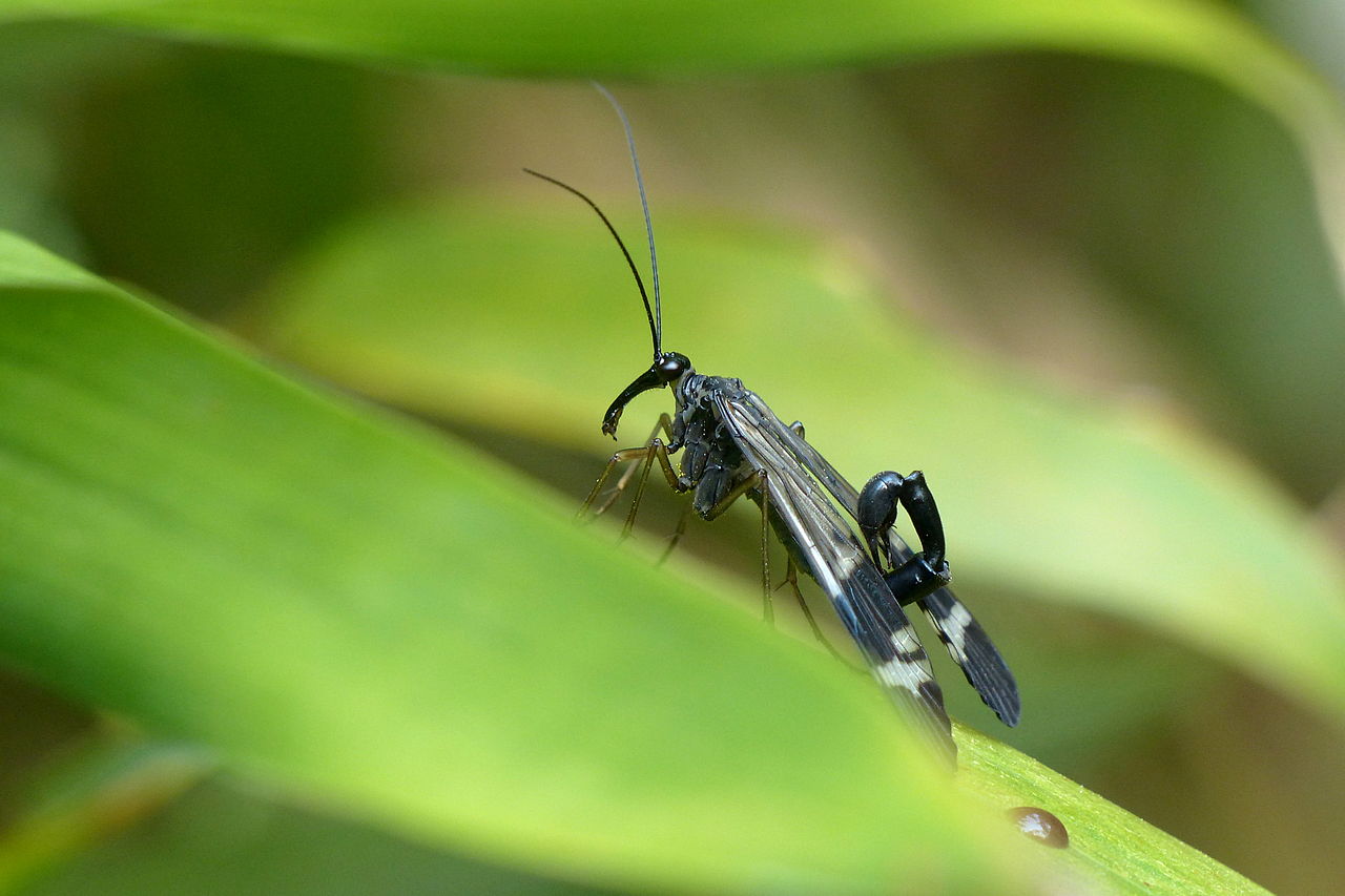 Panorpa japonica2013