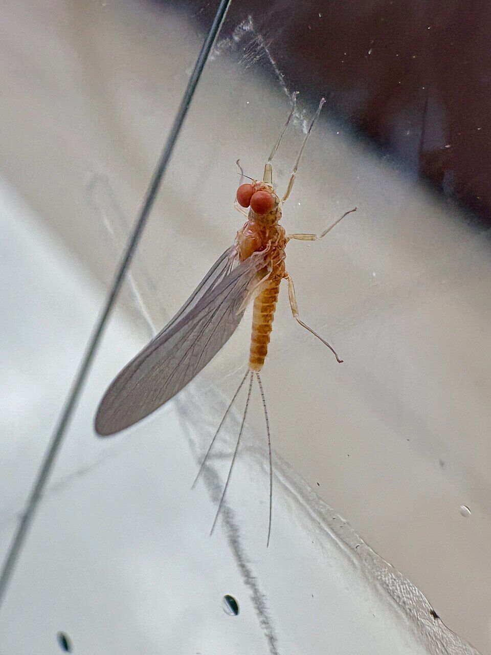 Red mayfly on glass wall of convenience store