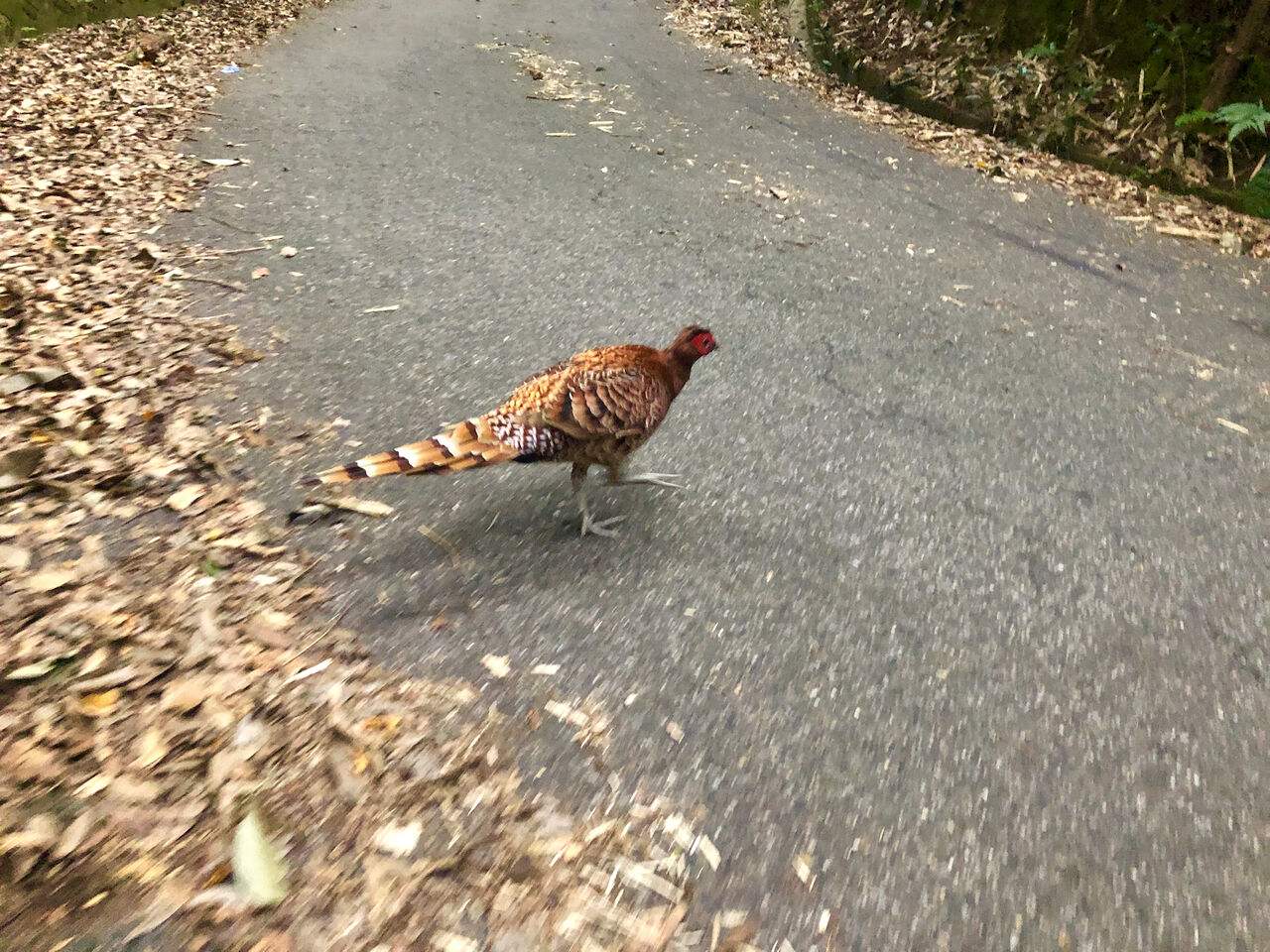 道路を歩くヤマドリ(キタヤマドリ)