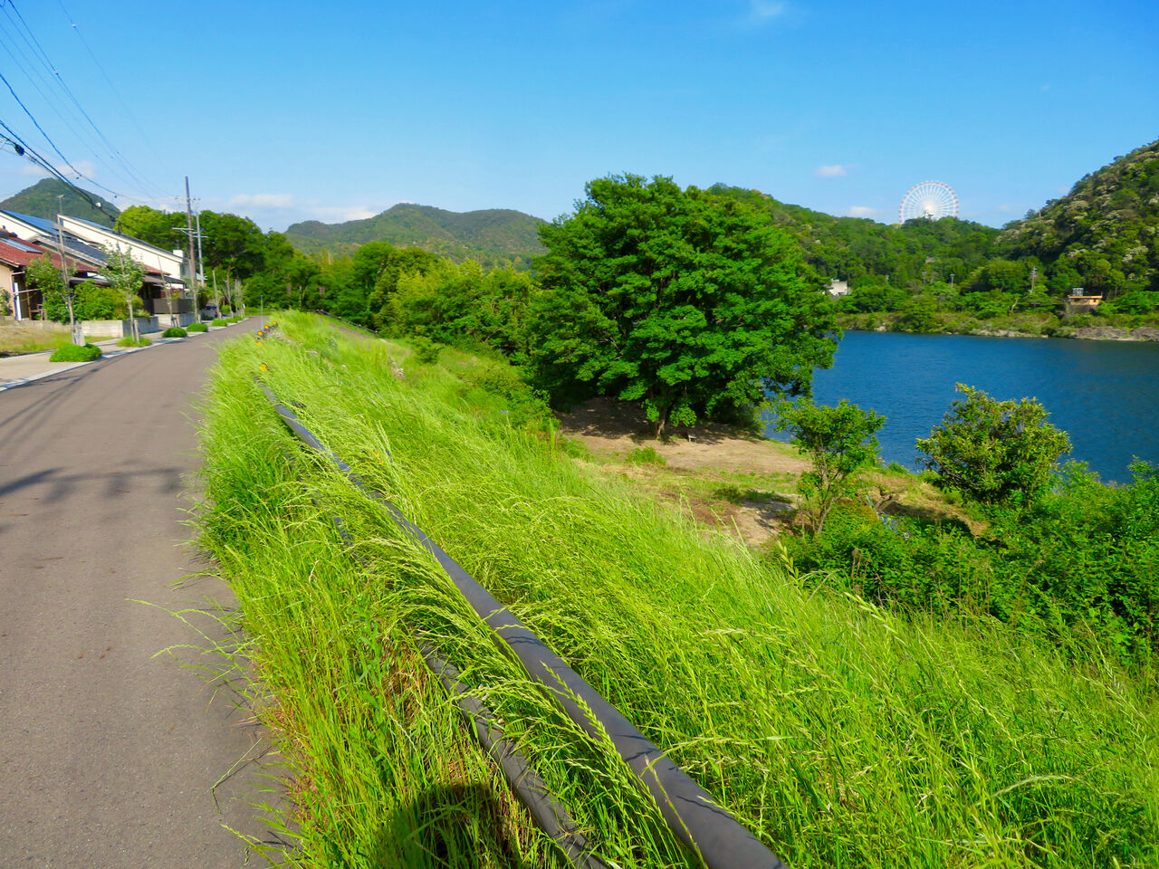木曽川沿いの絵になる木の立つ場所 - 1