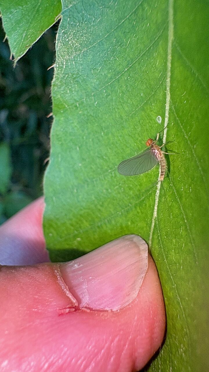 Ephemeroptera with red eyes on the leaf - 2