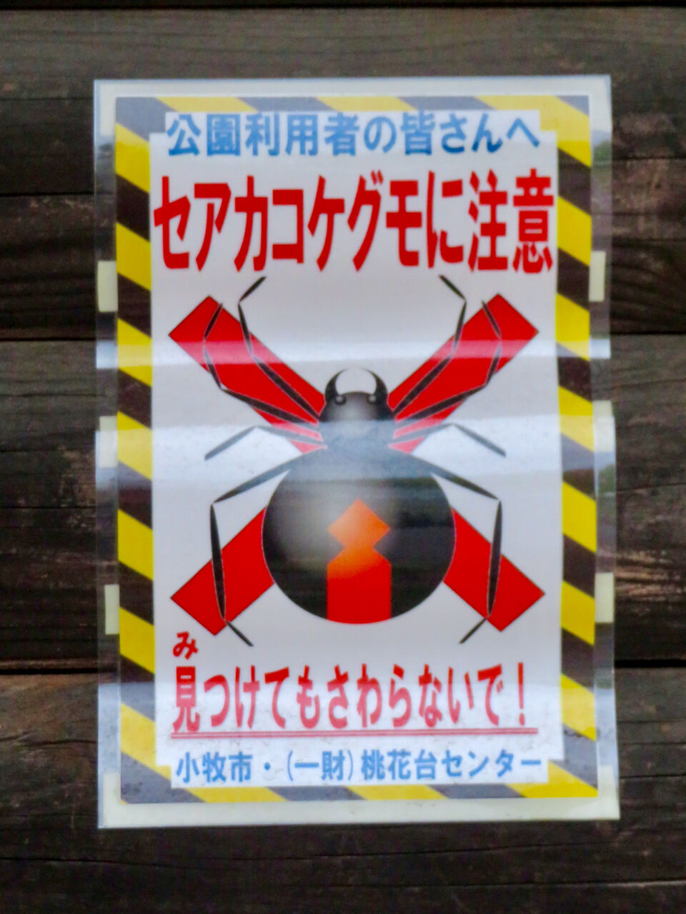 桃花台中央公園に「セアカゴケグモ注意」の張り紙!?