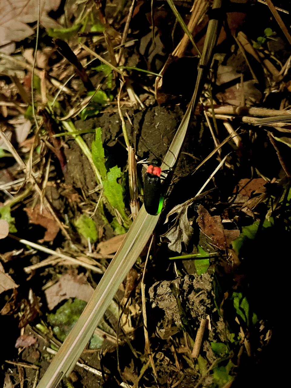 草むらで発光中のゲンジボタル