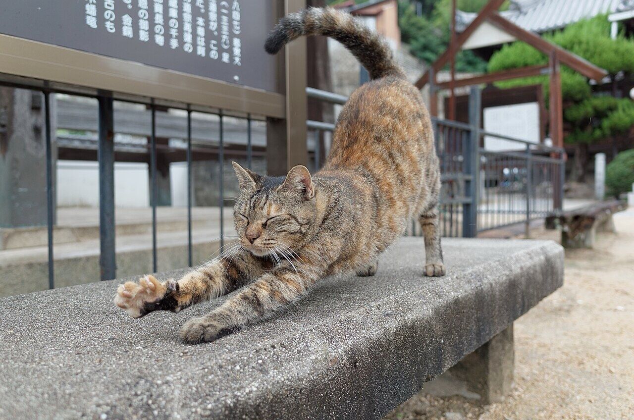 お寺と見られる場所の建物脇にある石のイスの上で伸びをするキジトラ猫