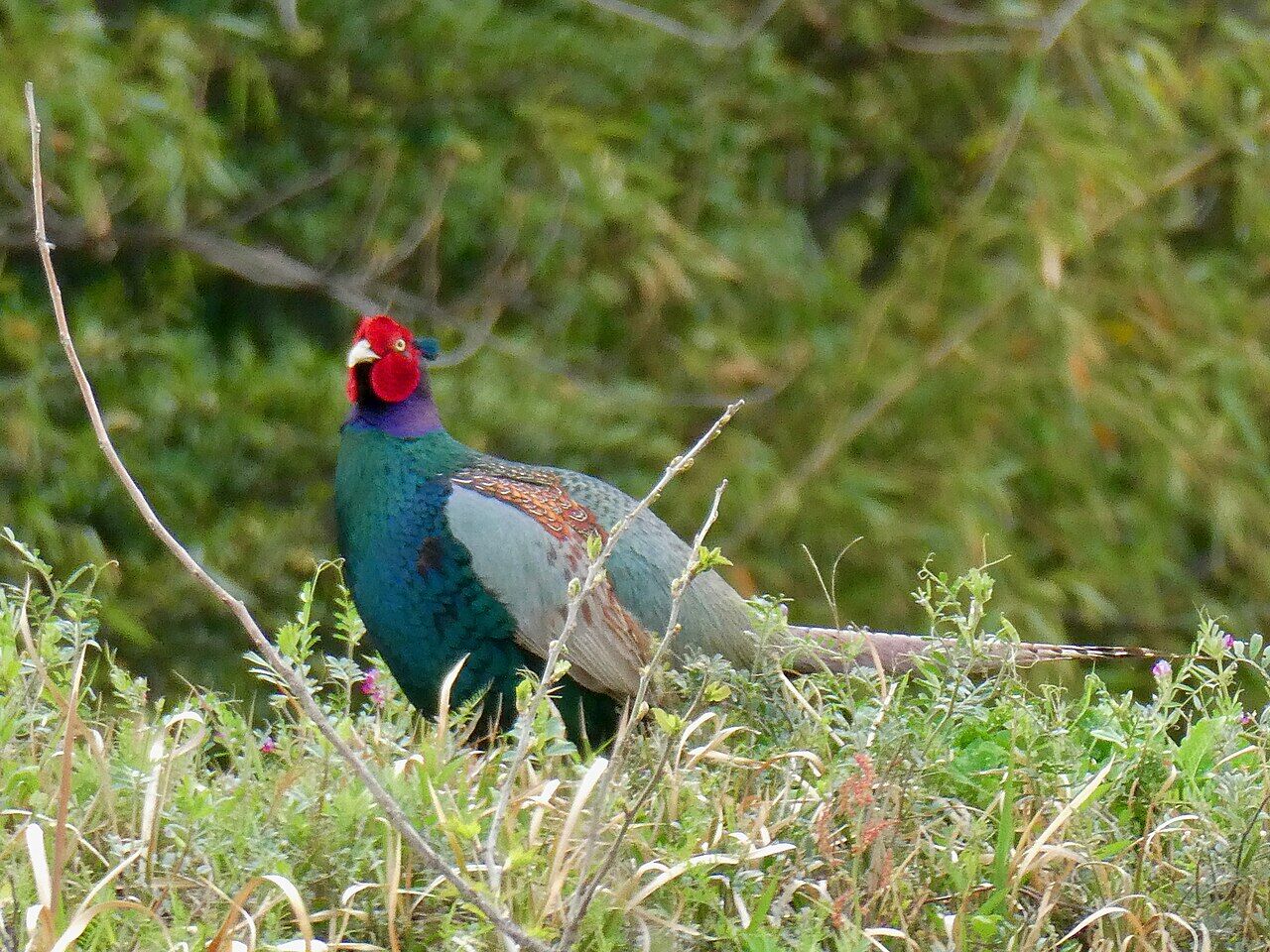 Male Phasianus versicolor in the rice fields - 2