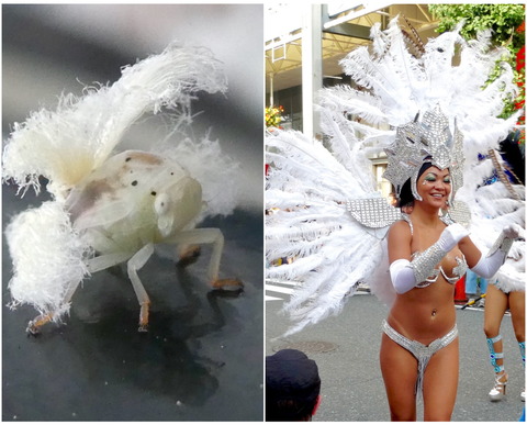 よく見る外来種のアミガサハゴロモ、和名は「カーニバルハゴロモ」の方が良いと思う！w