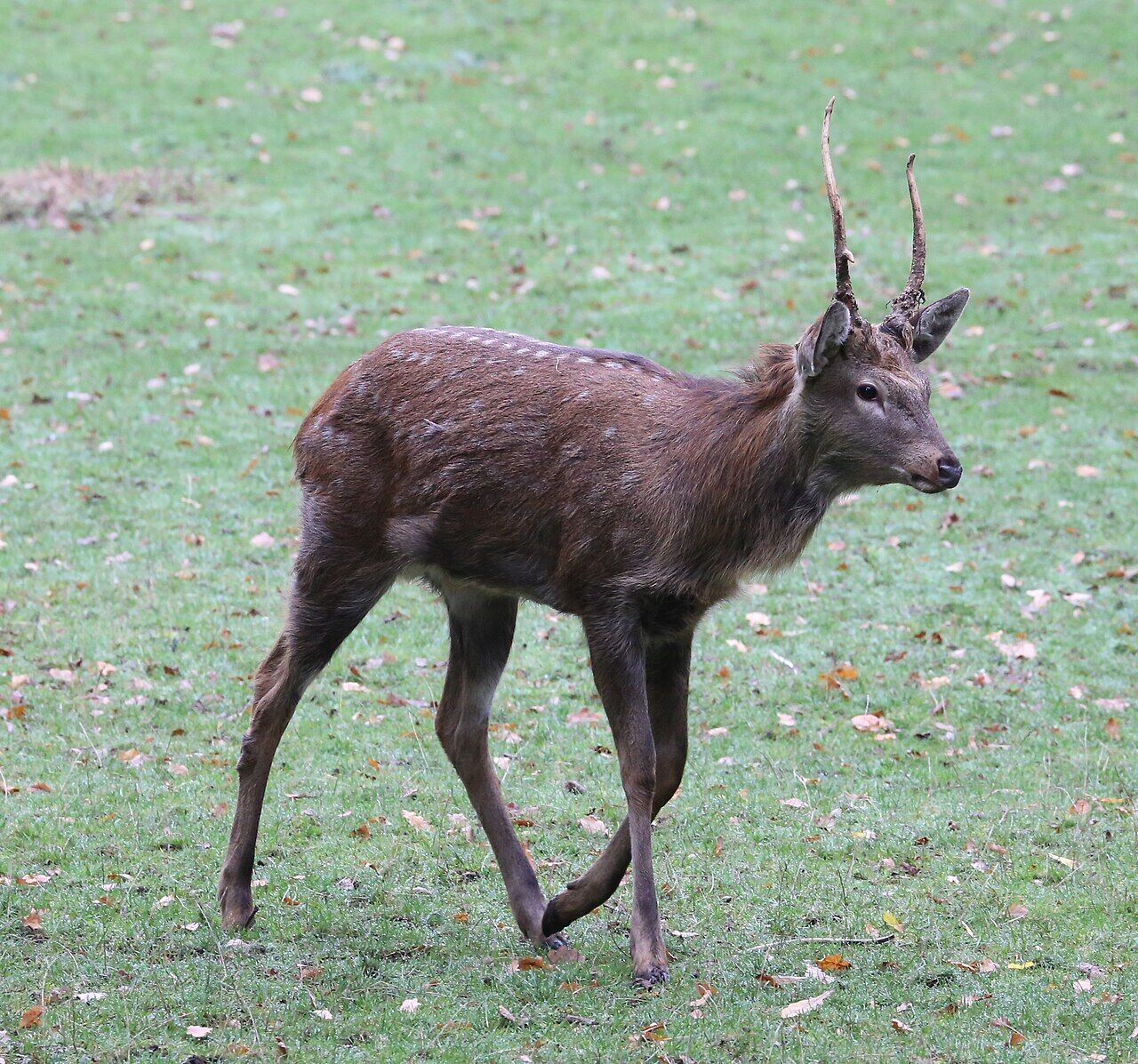 Dybowski-Hirsch Cervus nippon hortulorum Tiergarten-Nuernberg-18