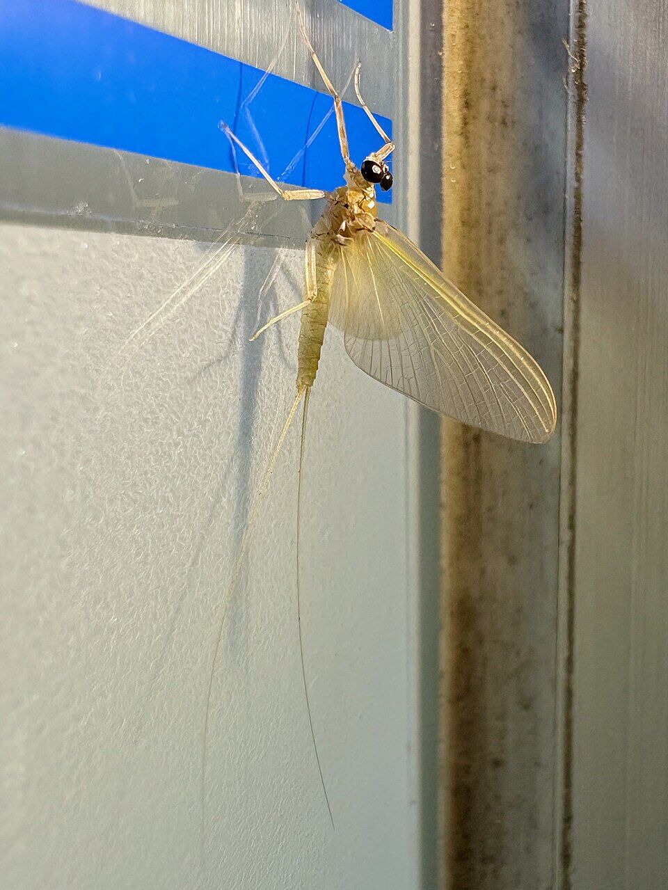 Mayfly with black eyes on the glass wall of convenience store - 2