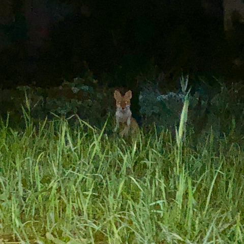 小牧市東部で撮影されたキツネの写真 - 2